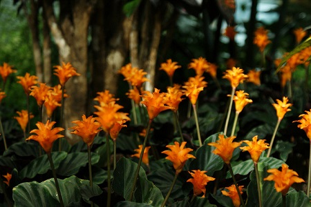 黄苞花的养殖方法