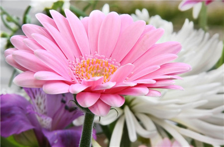 非洲菊的水养方法