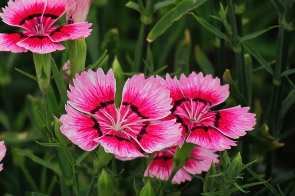 石竹的养殖方法和注意事项(石竹的养殖方法和注意事项 盆栽)