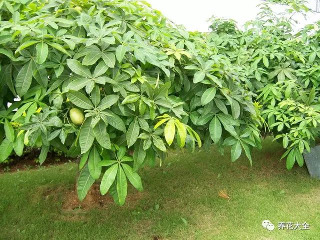 虎皮兰和文竹哪个好养