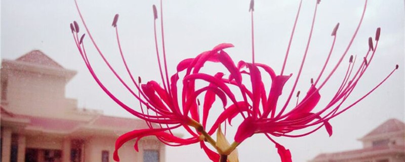 彼岸花喜欢什么土壤彼岸花一个花盆可以种几棵(彼岸花用什么土种植最好)