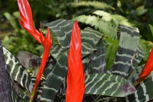 虎纹凤梨的养殖方法及注意事项(虎纹凤梨的养殖方法及注意事项图片)