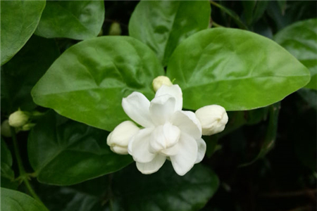茉莉花 繁殖