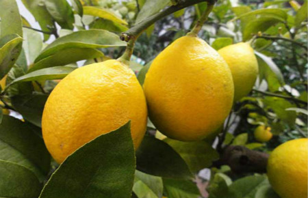 柠檬的品种和图片大全