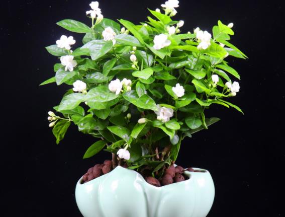 茉莉大量掉叶子怎么办