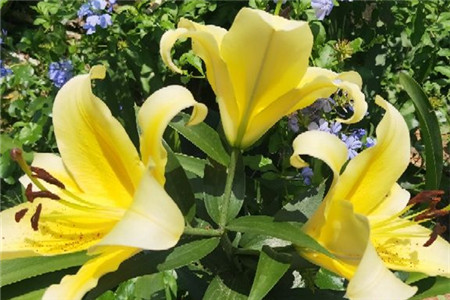 香水百合真的有毒吗