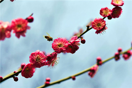 我的梅花叶子泛黄脱落是什么原因