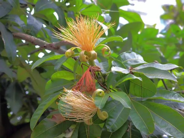 虎皮兰和文竹哪个好养