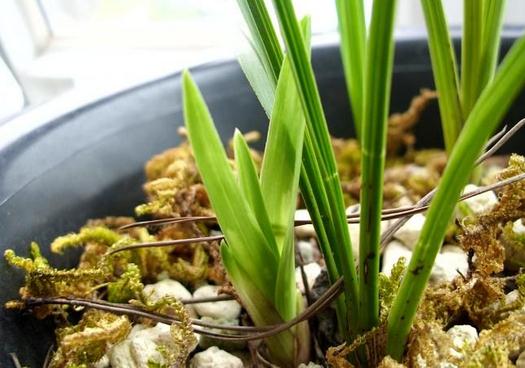 寒兰发芽怎么养护