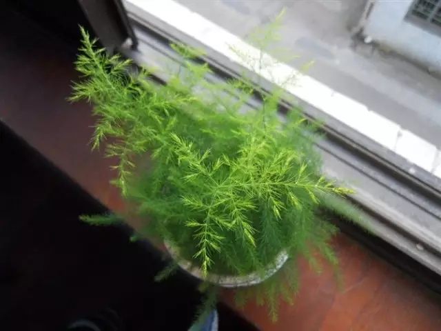 虎皮兰和文竹哪个好养