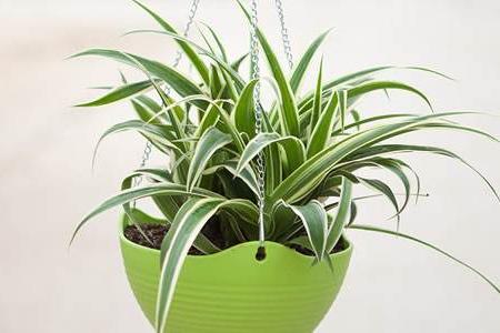 常见的氮肥有哪些适合哪些植物使用