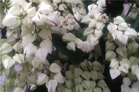 吐珠子消除的游戏叫什么