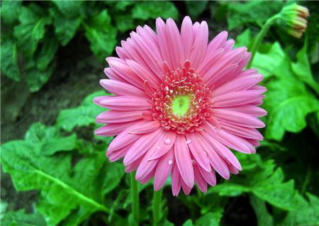 非洲菊的水养方法