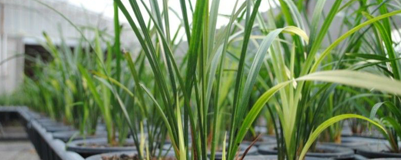 寒兰生虫了怎么办常见的病虫害防治方法(寒兰发芽怎么养护)