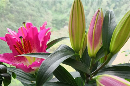 香水百合真的有毒吗