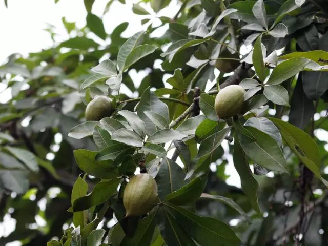 虎皮兰和文竹哪个好养