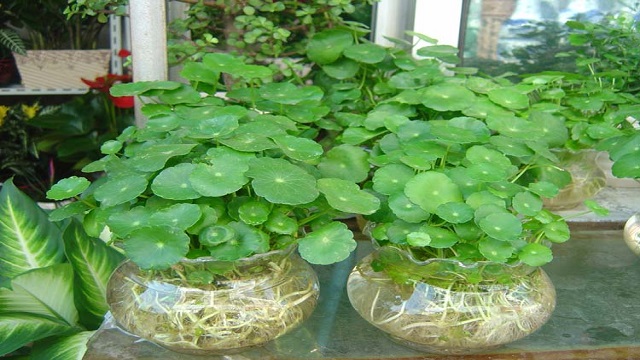 铜钱草适合在室内养吗(铜钱草能全部泡在水下养吗)
