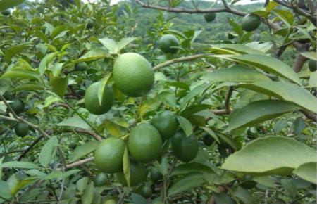 柠檬的品种和图片大全