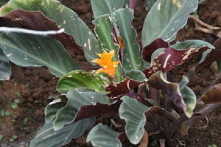 黄苞花的养殖方法