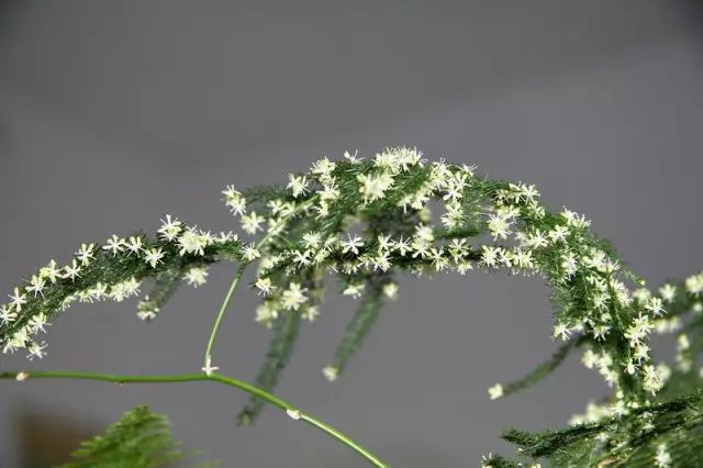 虎皮兰和文竹哪个好养