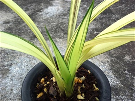 墨兰的种子是什么样子的?