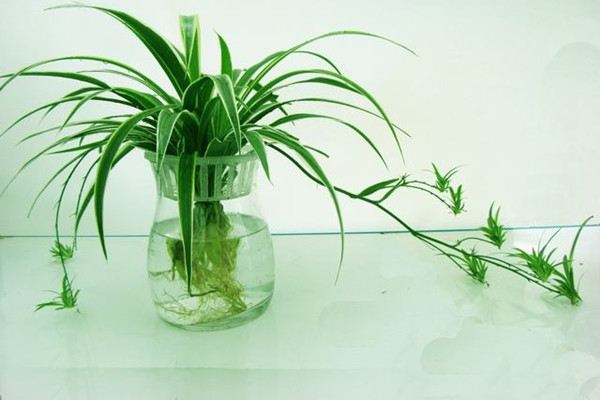 水培花卉有哪些优点(水培花卉有哪些优点和缺点)