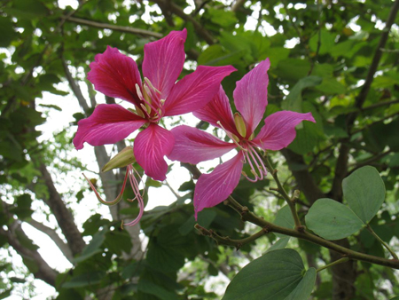 羊蹄甲图片与功效