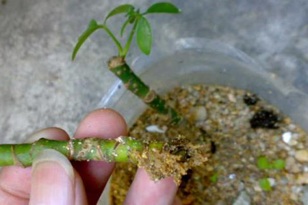 鸭掌木叶插多久生根