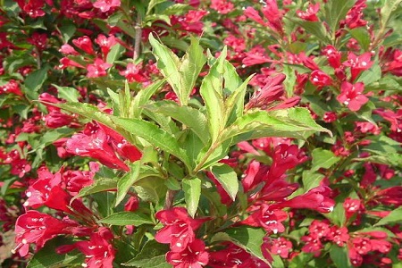 红王子锦带的养殖方法和注意事项图片