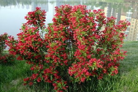 红王子锦带的养殖方法和注意事项图片