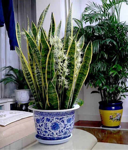 虎皮兰和文竹哪个好养