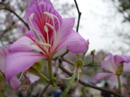 羊蹄甲图片与功效