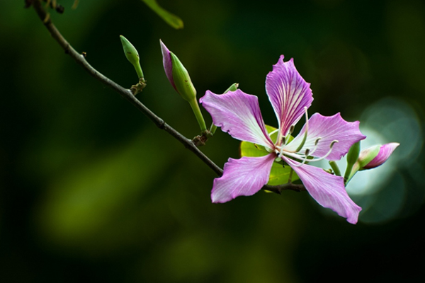 羊蹄甲的养殖方法及注意事项(羊蹄甲图片与功效)