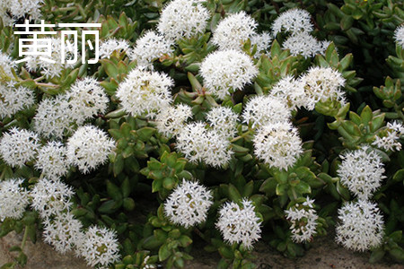 铭月与黄丽区别