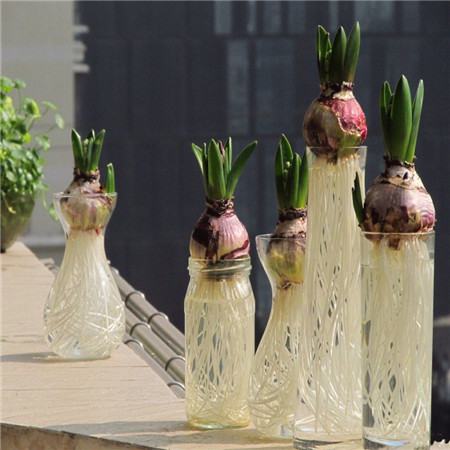 水培花卉有哪些优点和缺点