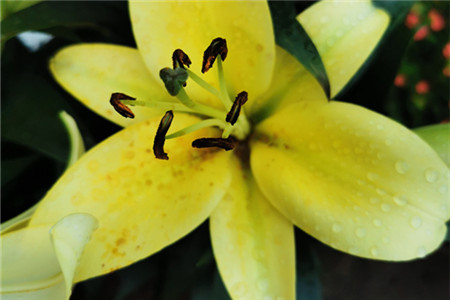 香水百合真的有毒吗