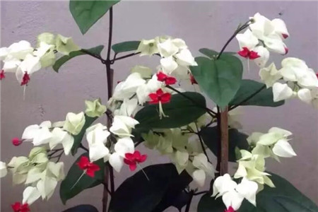 吐珠子消除的游戏叫什么