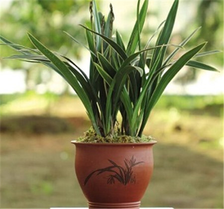 墨兰的种子是什么样子的?