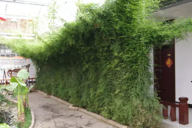 虎皮兰和文竹哪个好养