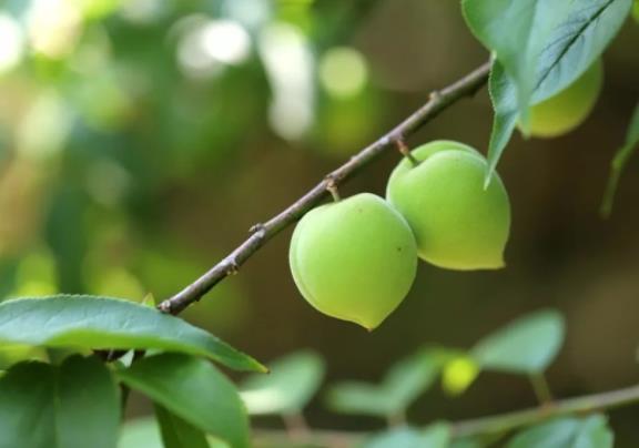 胃不好能吃青梅精吗