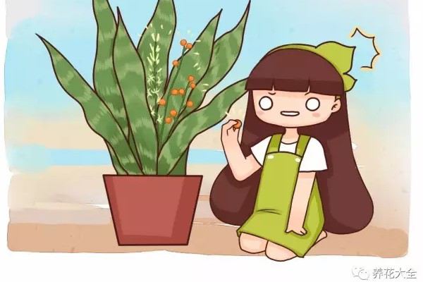 虎皮兰文竹这么养不仅年年开花还结满果子！(虎皮兰和文竹哪个好养)