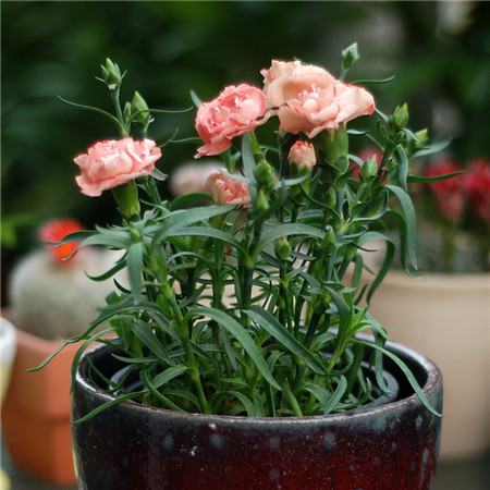 石竹的养殖方法和注意事项 盆栽