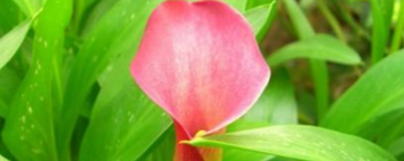 红花马蹄莲的养殖方法和注意事项(红马蹄莲图片大全)