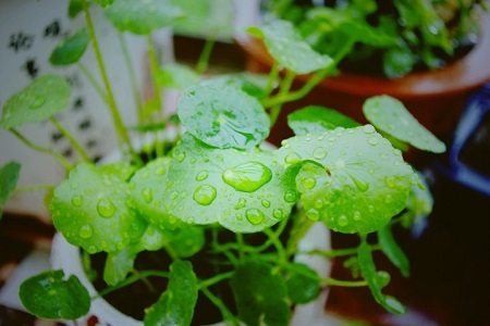 铜钱草能全部泡在水下养吗