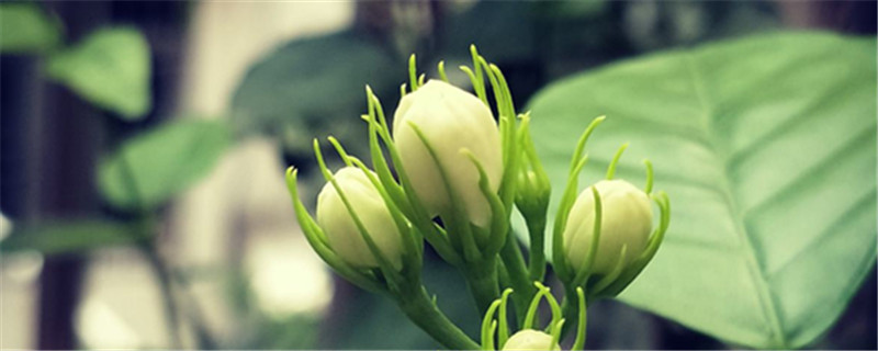 茉莉花繁殖方法茉莉花繁殖成活率高吗(茉莉花 繁殖)
