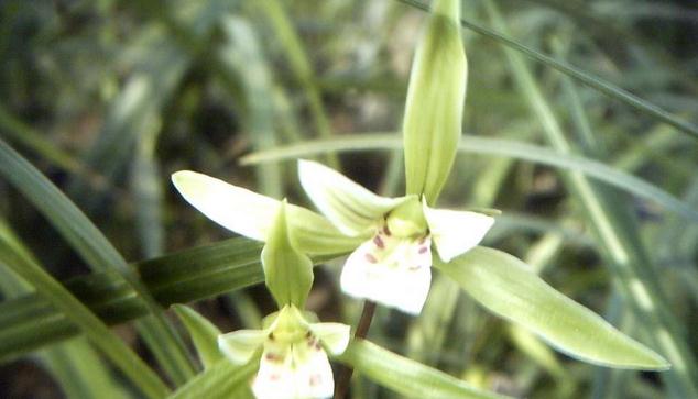 寒兰发芽怎么养护