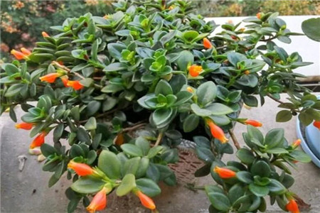 吊兰小金鱼咋样栽