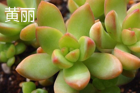 铭月与黄丽区别