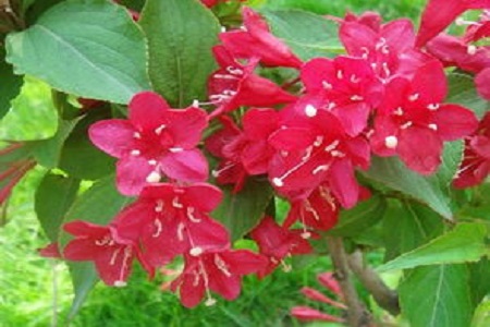 红王子锦带的养殖方法和注意事项图片