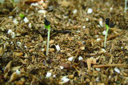 康乃馨怎么种子怎么种